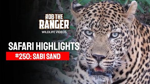 Safari Highlights #250: 18 - 22 January 2014 | Sabi Sand Nature Reserve | Latest Wildlife Sightings