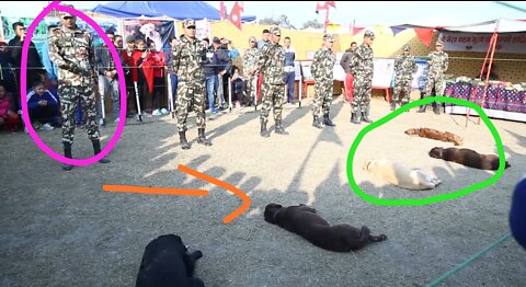 Nepal army training dog 🐕