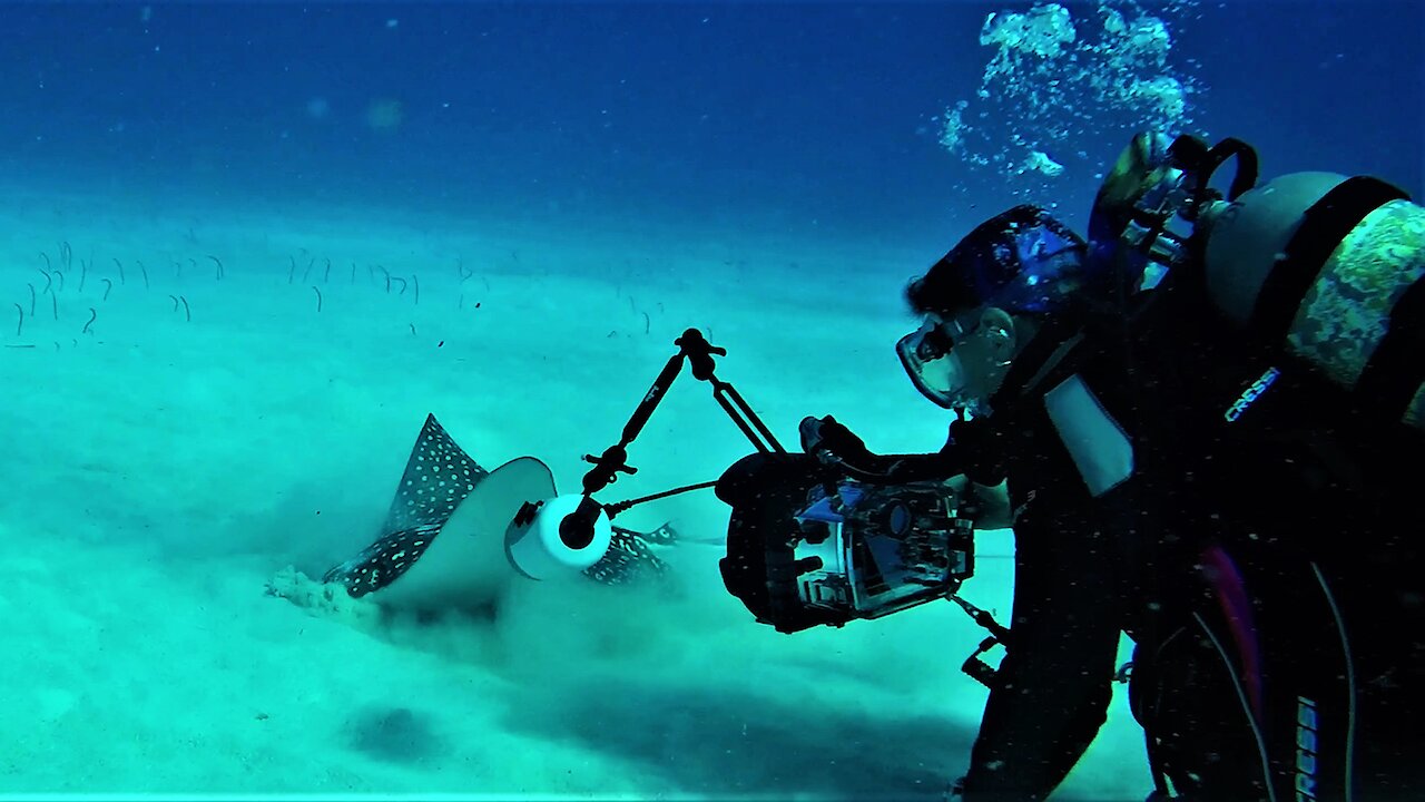 Huge spotted eagle stingray allows photographer to capture stunning close ups