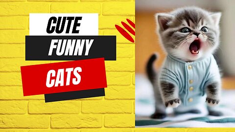 Cute & funny cats video.