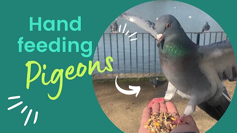 Hand Feeding Wild Pigeons