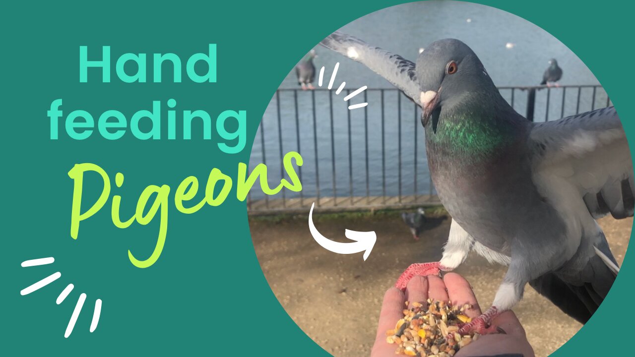 Hand Feeding Wild Pigeons