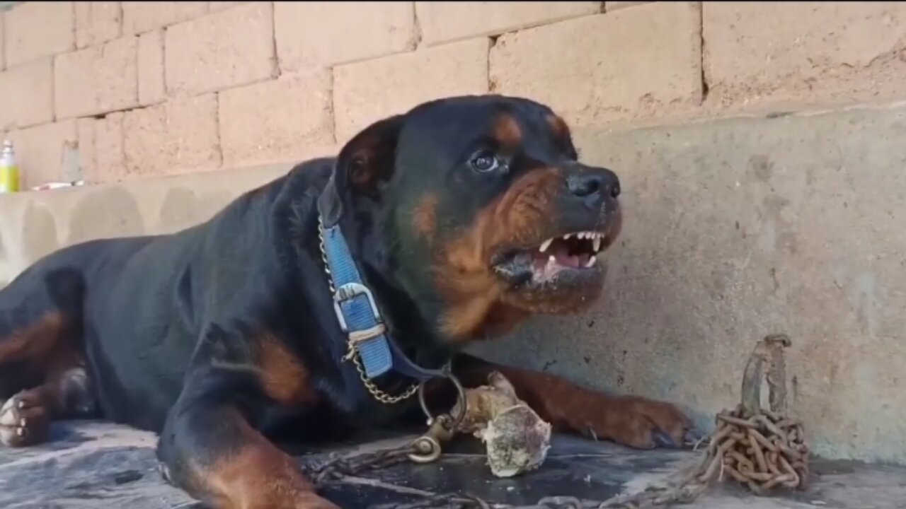 RottWeiler Aggression 😡😱😱😱