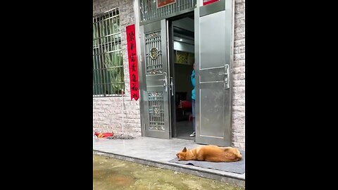 Dog vs Lunchbox