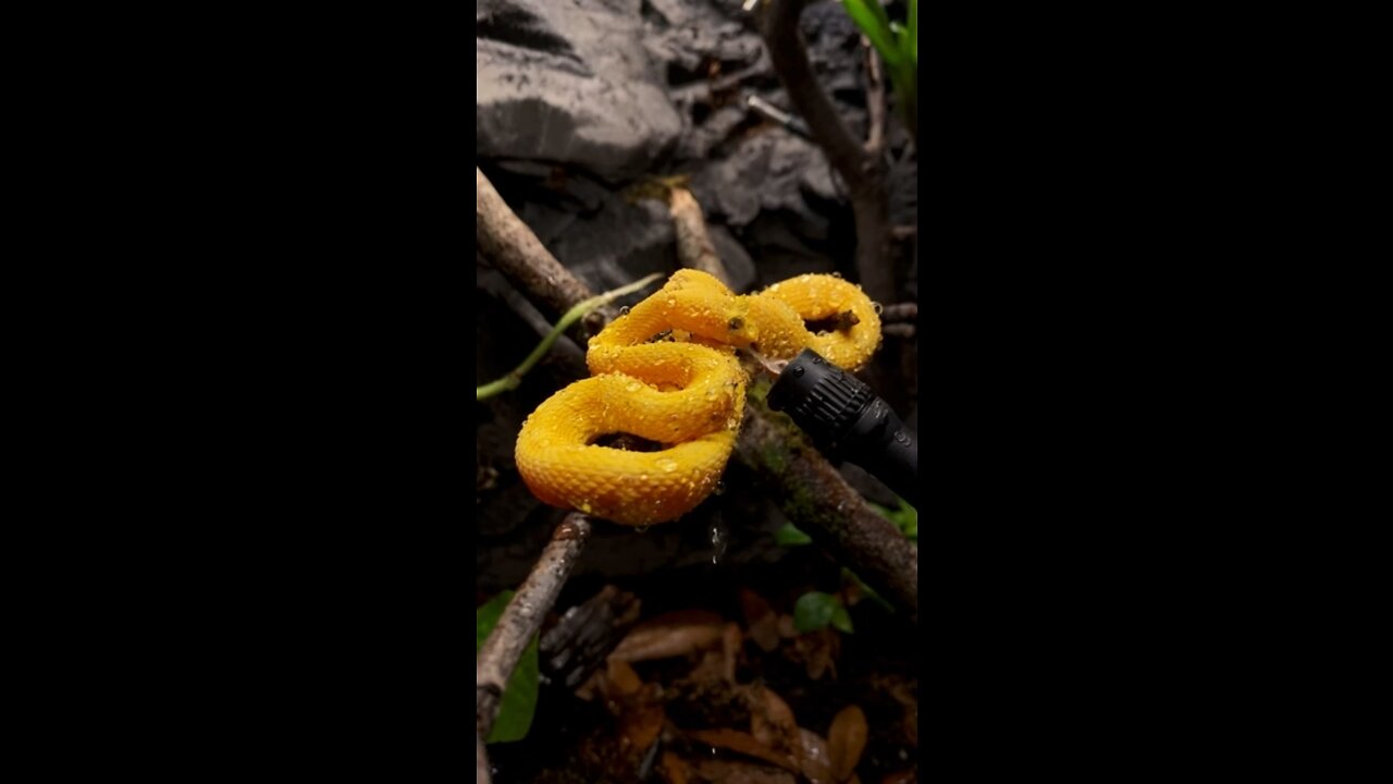 Bright *YELLOW* Eyelash Viper drinking!