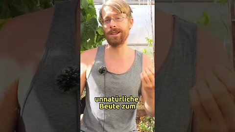 Asiatische Einwanderer bedrohen Biene