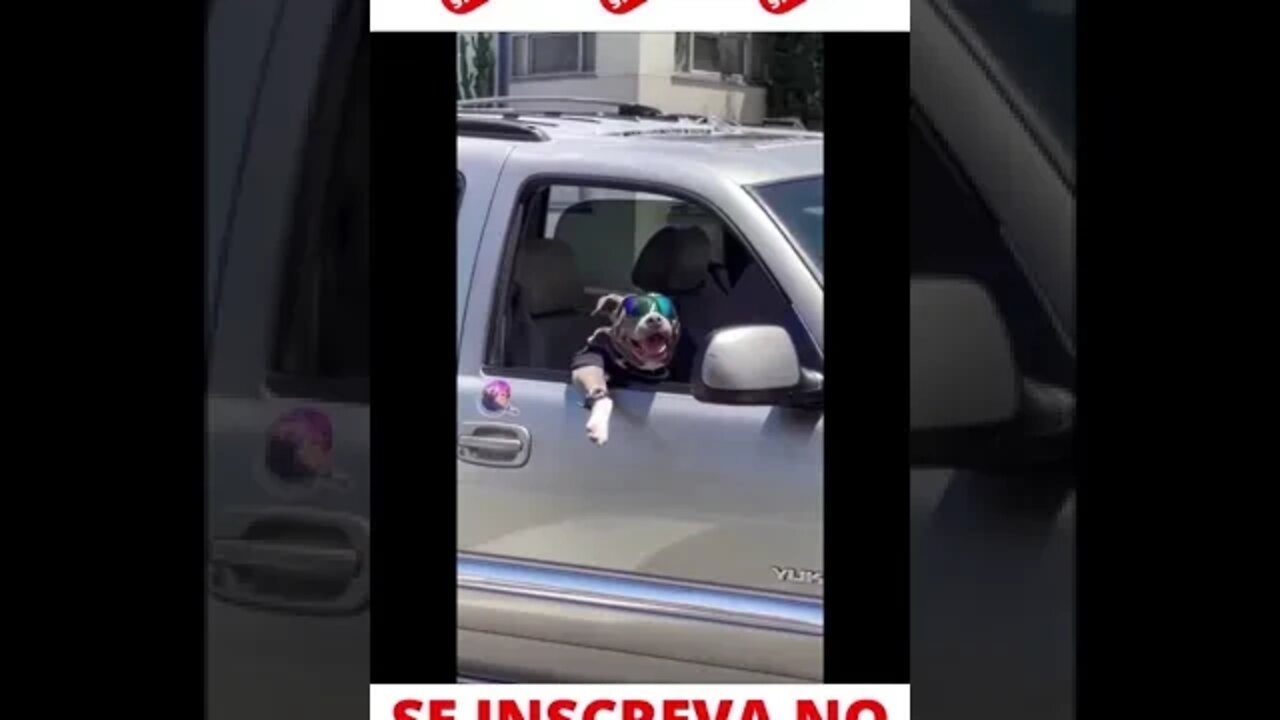 Cachorro Estiloso #shorts