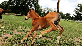 Horses showing complete joy will warm your heart