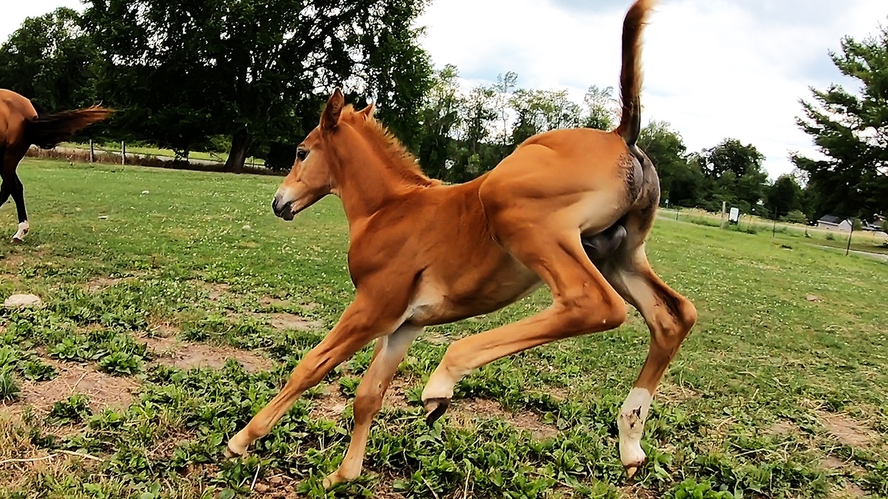 Horses showing complete joy will warm your heart