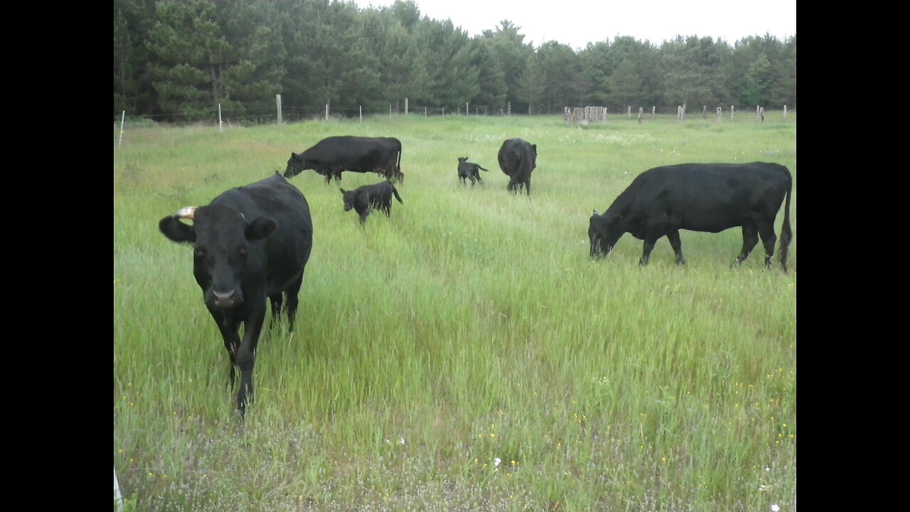 Dexter Cattle Grazing