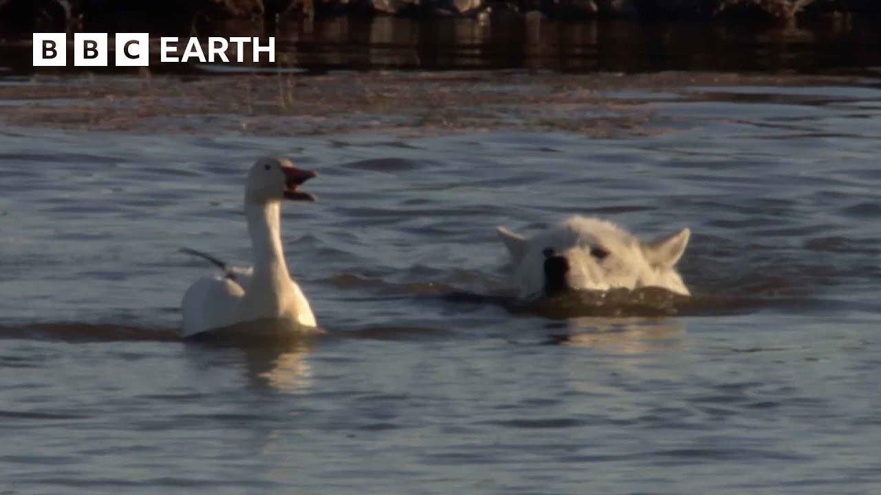 Cheeky Ducks Trick Wolves | Animal Babies | BBC Earth