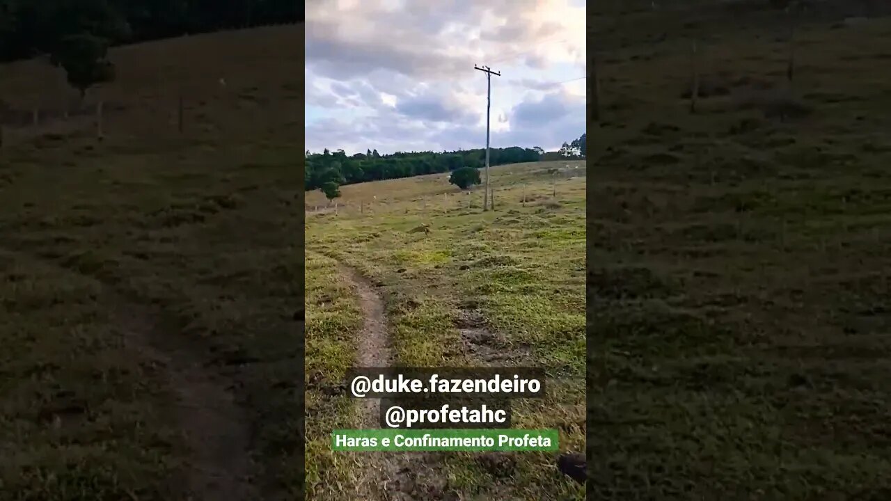 Cachorro fiel, duke.fazendeiro - Haras e Confinamento Profeta