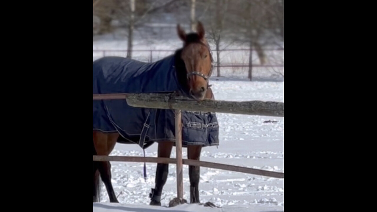 Did you know that horses gnaw on wood? 🦫🤔