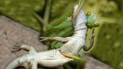 Praying mantis vs Iguana