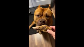 MASSIVE Pit Bull enjoying “duck head” 🦆 - favorite treat! 🦁😋