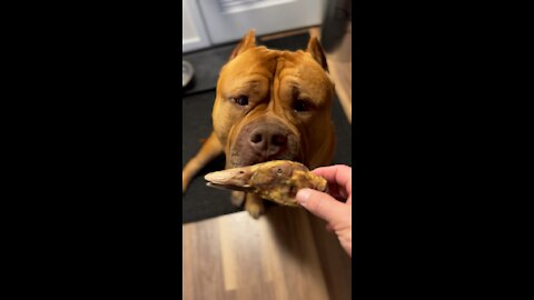 MASSIVE Pit Bull enjoying “duck head” 🦆 - favorite treat! 🦁😋
