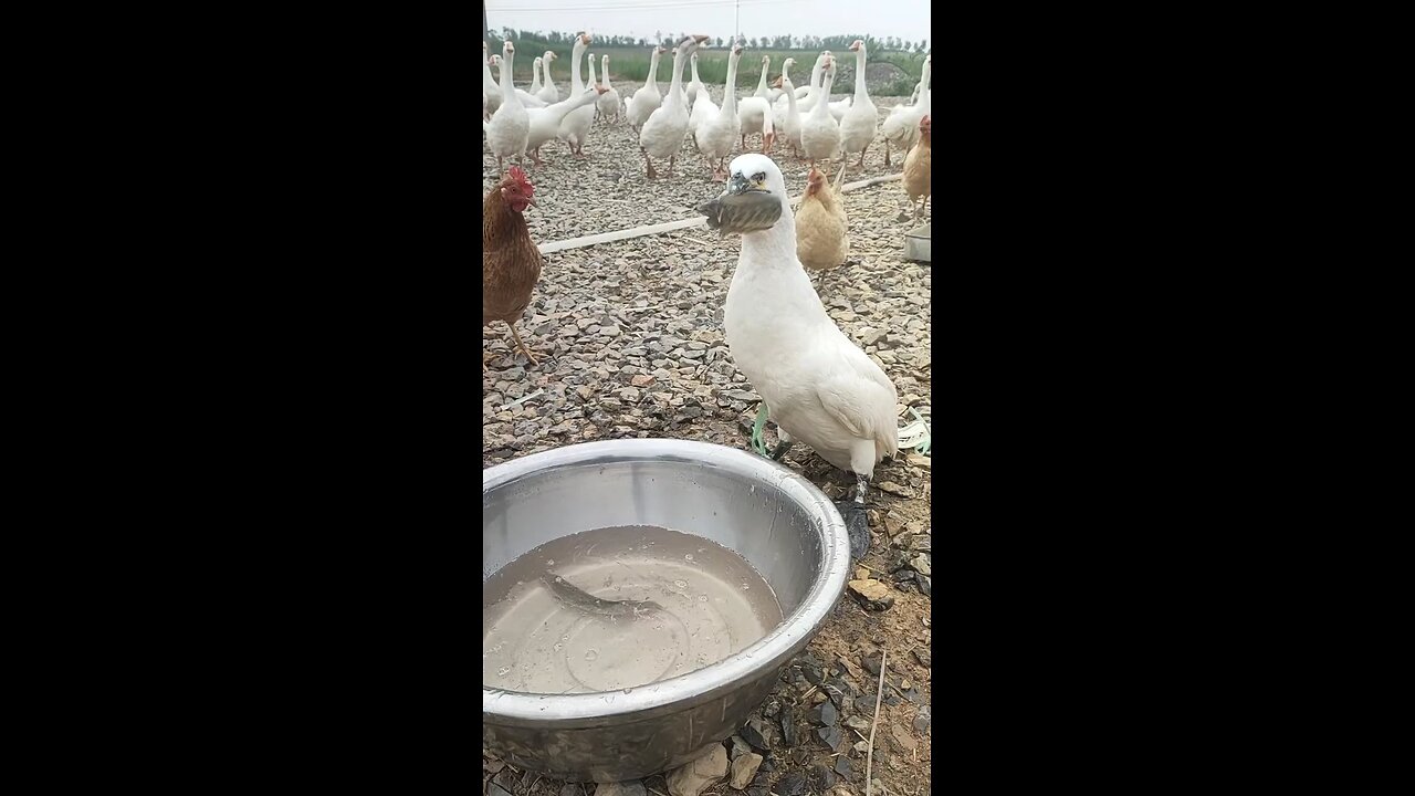 OMG cormorant eat whole fishes in seconds