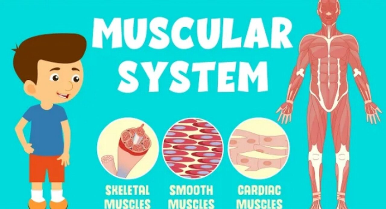 Muscles 💪💪and muscular system