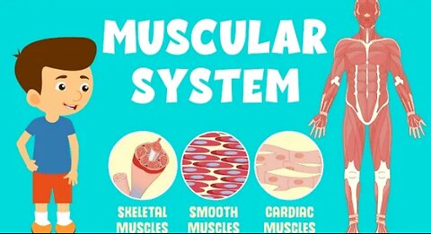 Muscles 💪💪and muscular system