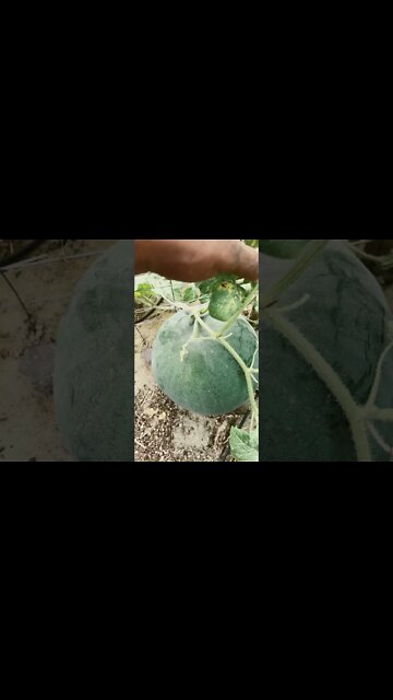 #Watermelon, when to harvest
