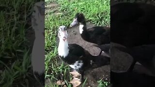 Little Muscovy family