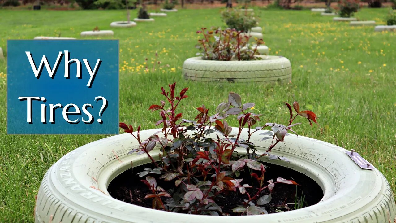 Why I'm Planting Roses in Used Tires