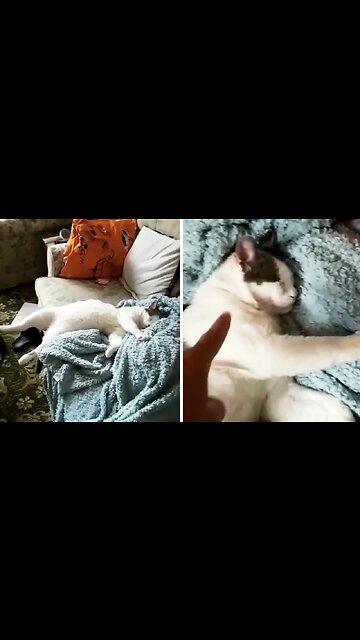 Sleepy Cat Will Take Naps Literally Anywhere