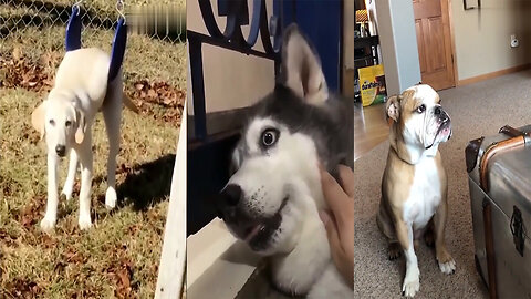 Funny Cats Video 2023 😺 Funniest Animals 😂 #14