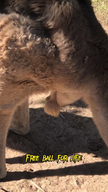 Men's health tip “FREE BALL”⚡️