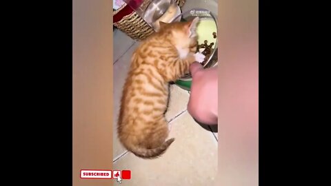 cute cat videos 😹 funny videos 😂1747