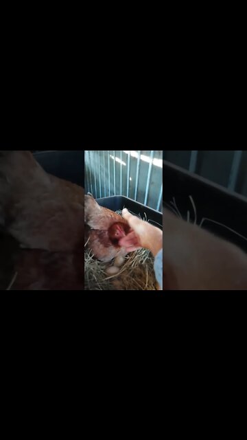 Bright and early this morning good morning Forest