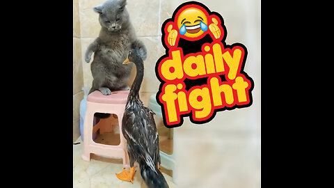 duck and cats the daily fight