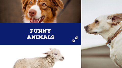 Funny animal clips