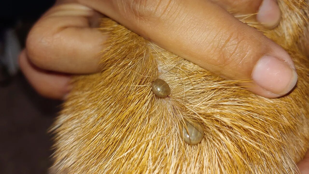 Full parasites on Ears​​! We can remove ticks and fleas completely