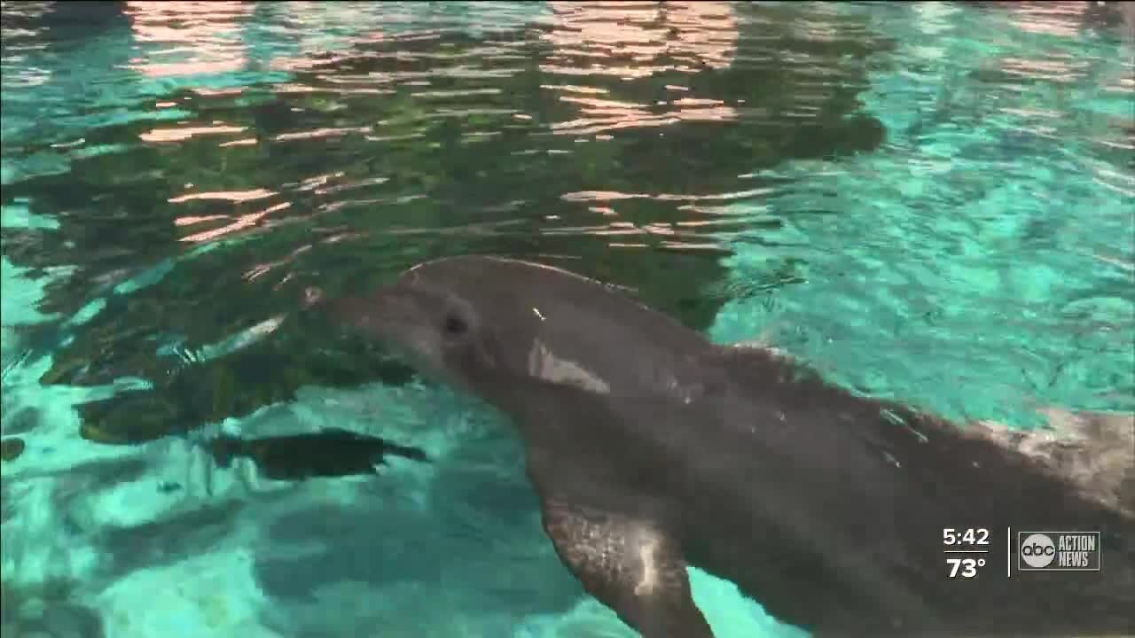 Rescued dolphin celebrates 19 years at Clearwater Marine Aquarium on Christmas Eve