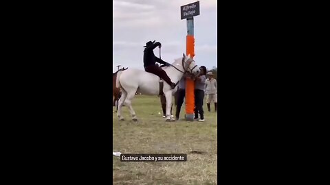 Funny animal compilation #2