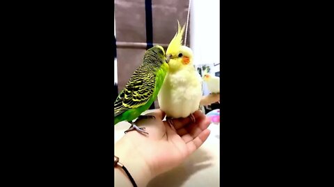 Talking and kissing parrots