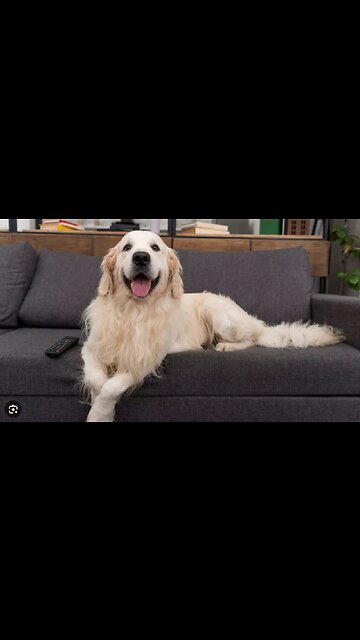 Funny animals 2023😆 - Funniest Cats and Dogs Video🐕🐈192 #shorts