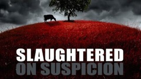 Insight: Slaughtered on Suspicion