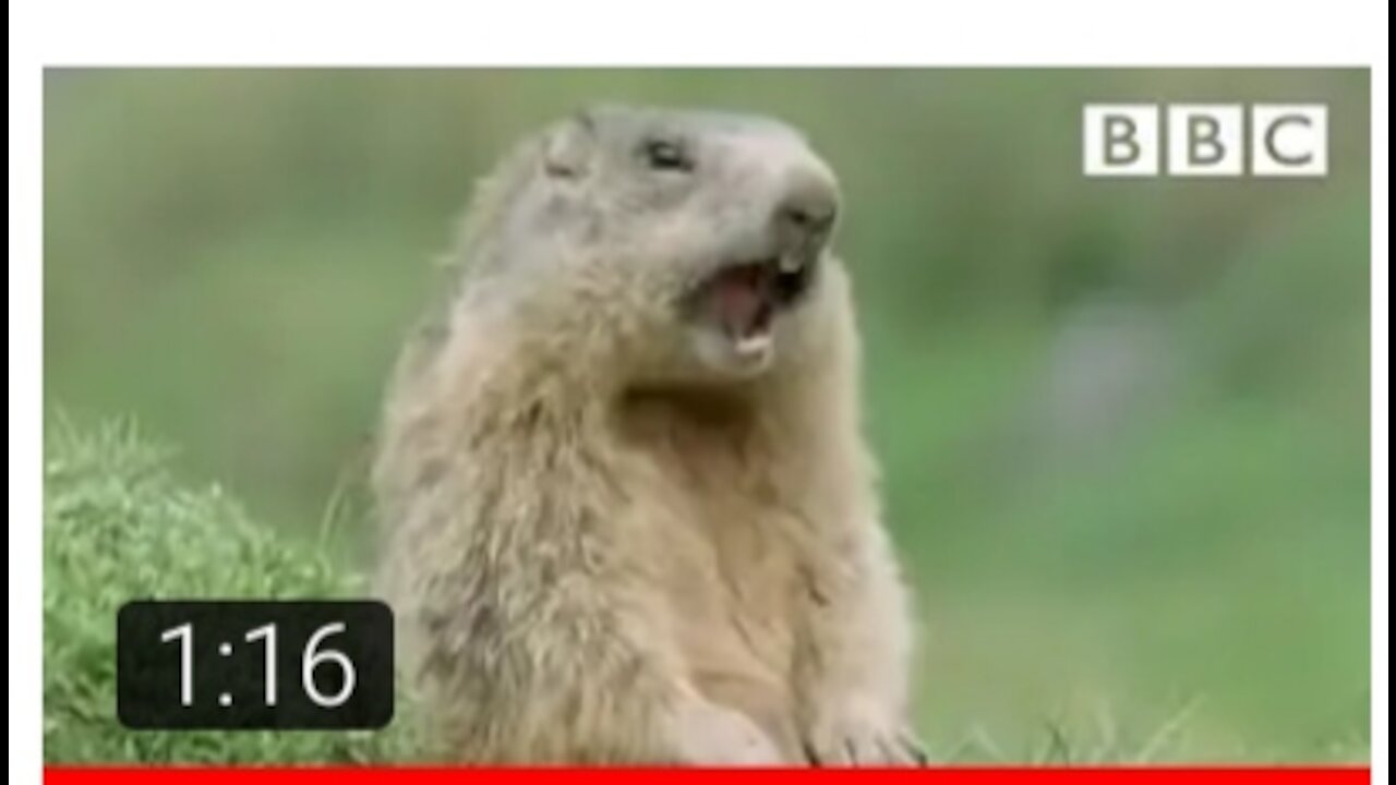 Alan!.. Alan!.. Steve! | Walk on the Wild Side - BBC