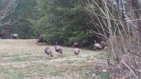 Wow! that is a lot of wild turkeys
