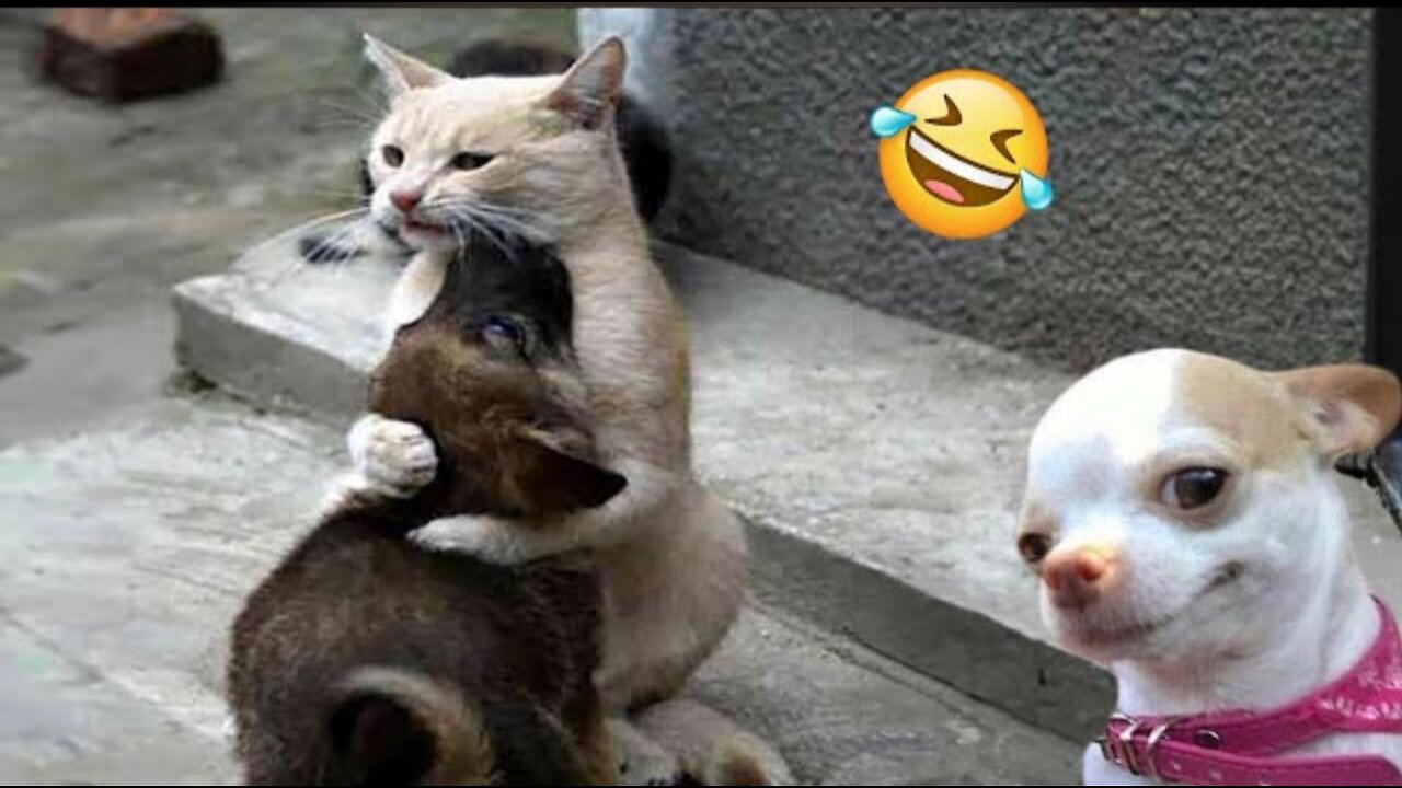 funnyst video dog cat animals video best animals funny video