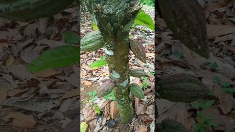 kebun coklat