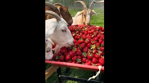 Strawberries 🍓 For Goats 🐐 Yummy..