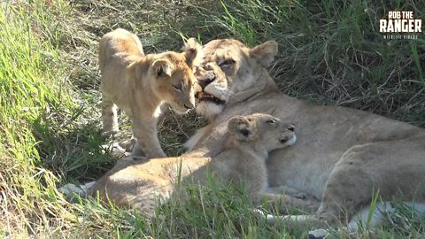 Daughters Of The Mapogo Lions - Rebuilding The Othawa Pride - 166: Cub In A Tree (And More!)