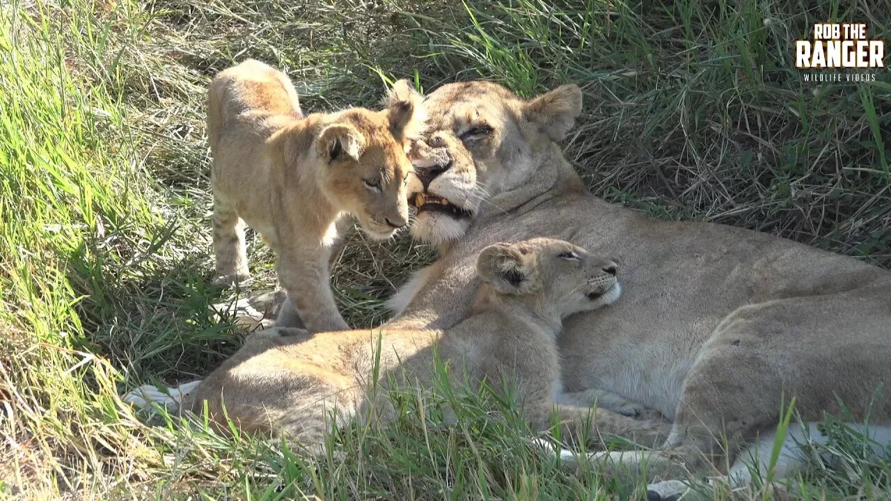 Daughters Of The Mapogo Lions - Rebuilding The Othawa Pride - 166: Cub In A Tree (And More!)