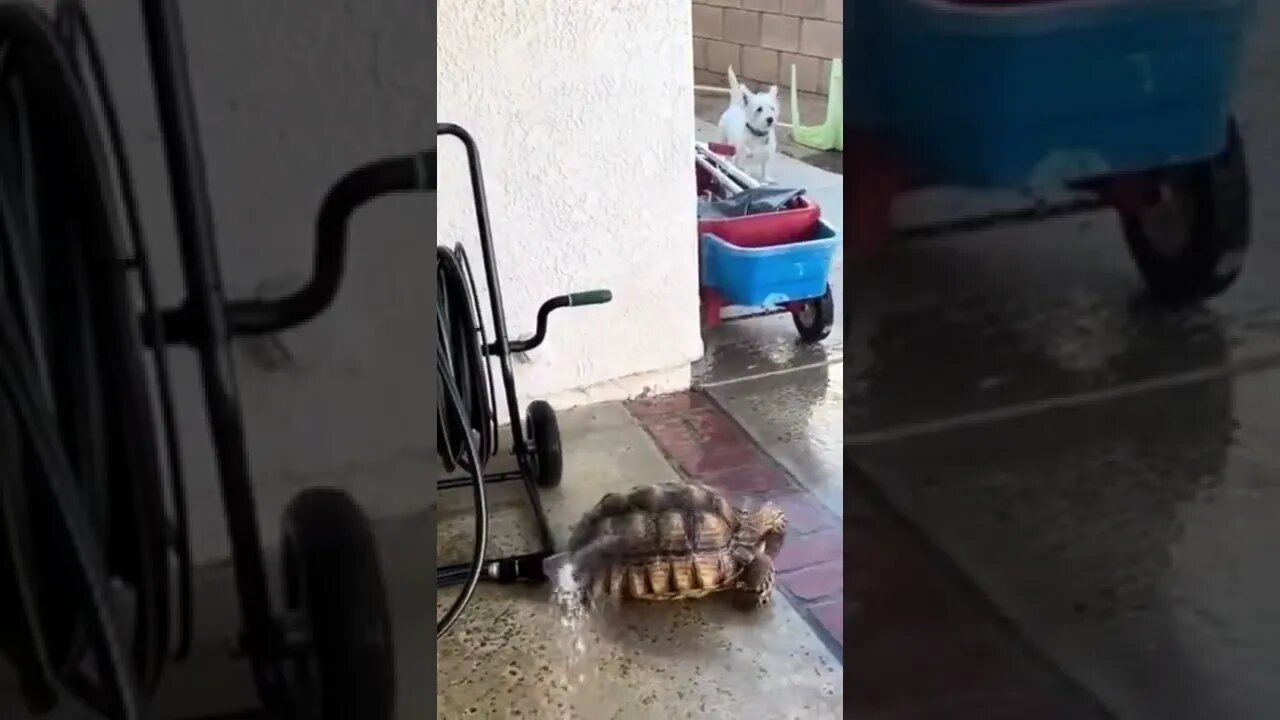 This tortoise is taking the opportunity to wash everything! #shorts