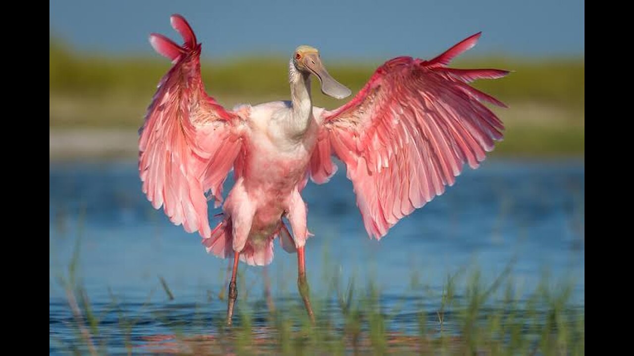 Roseate Spoonbill: The Graceful Pink Wader