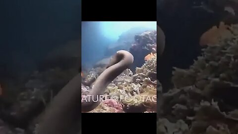 An Octopus Riding An Eel For The Win #shorts #ocean #octopus #eel #rider #riding #sport