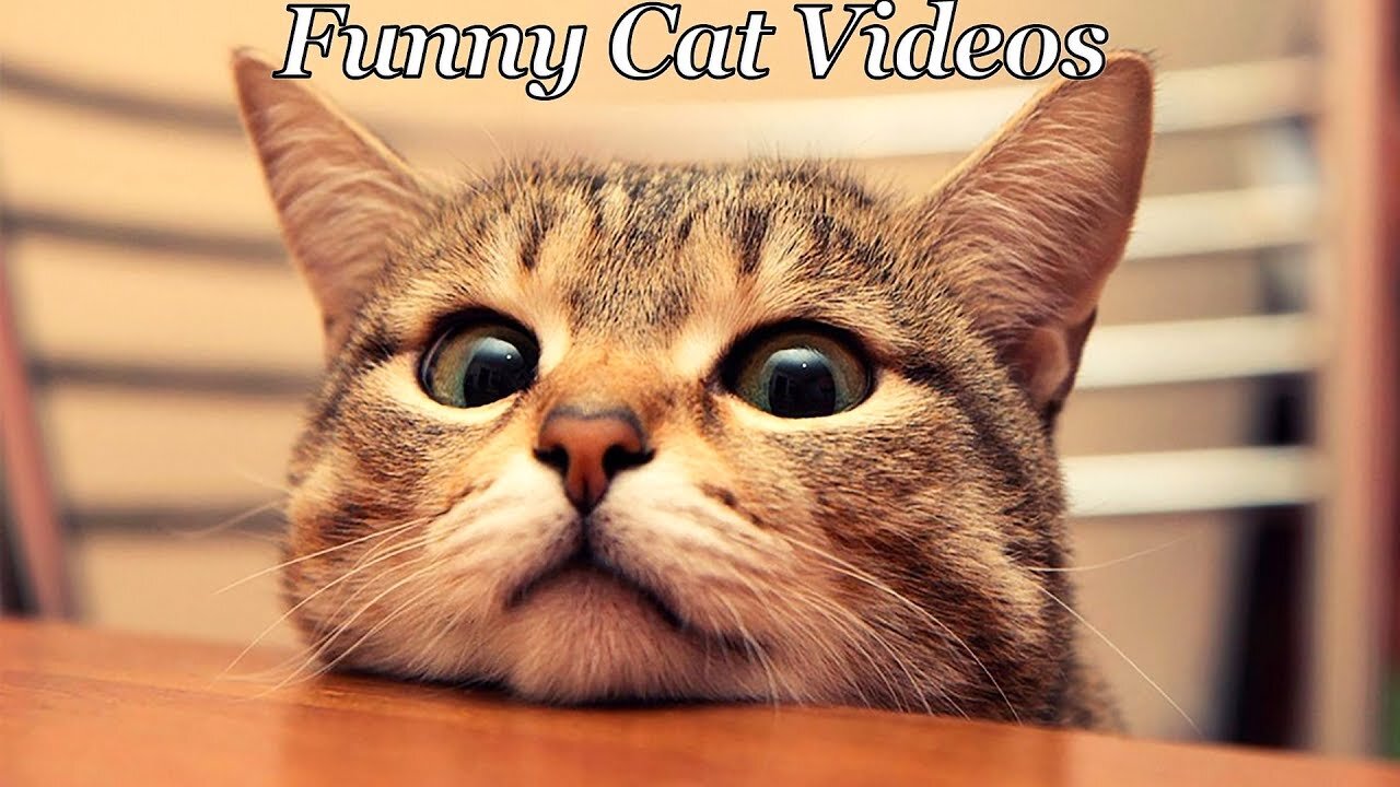 Try Not To Laugh Top Funny Cat Videos Of The Weekly